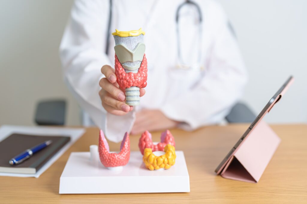 Doctor with human Thyroid anatomy model and tablet.