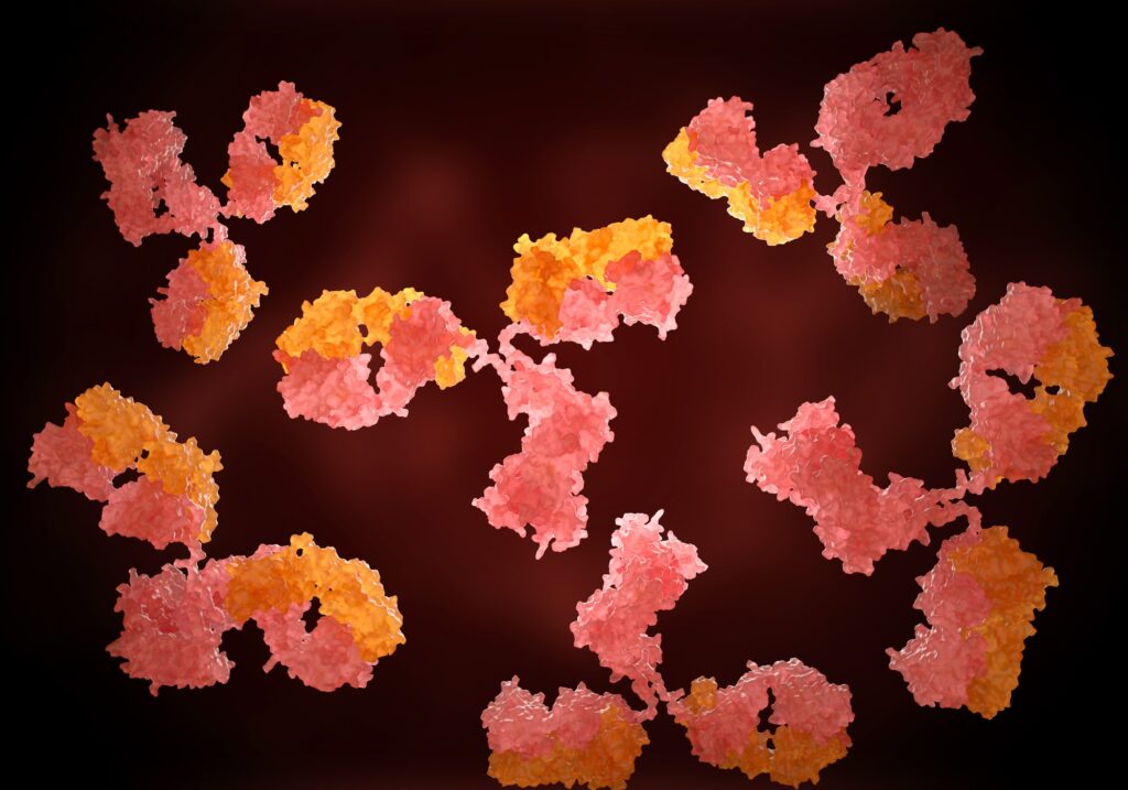 Human antibodies