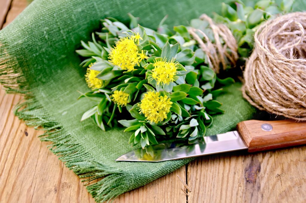 Rhodiola rosea on the board