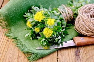 Rhodiola rosea on the board